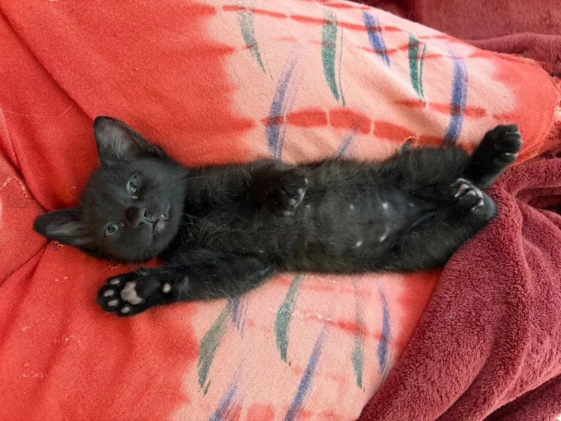 A baby medium-sized female Domestic Short Hair cat named Buttercup for adoption in New Orleans, LA