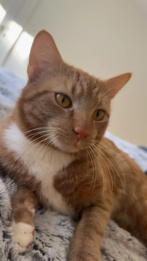 A young medium-sized male Domestic Short Hair cat named Sunny for adoption in Groveland, MA