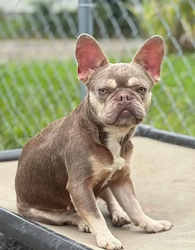 An adult small-sized female French Bulldog dog named Margarita for adoption in New Stanton, PA