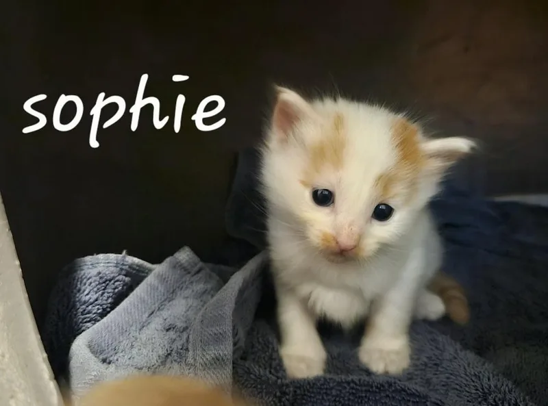 A baby small-sized female Orange & White Domestic Short Hair cat named Sophie for adoption in Chalfont, PA