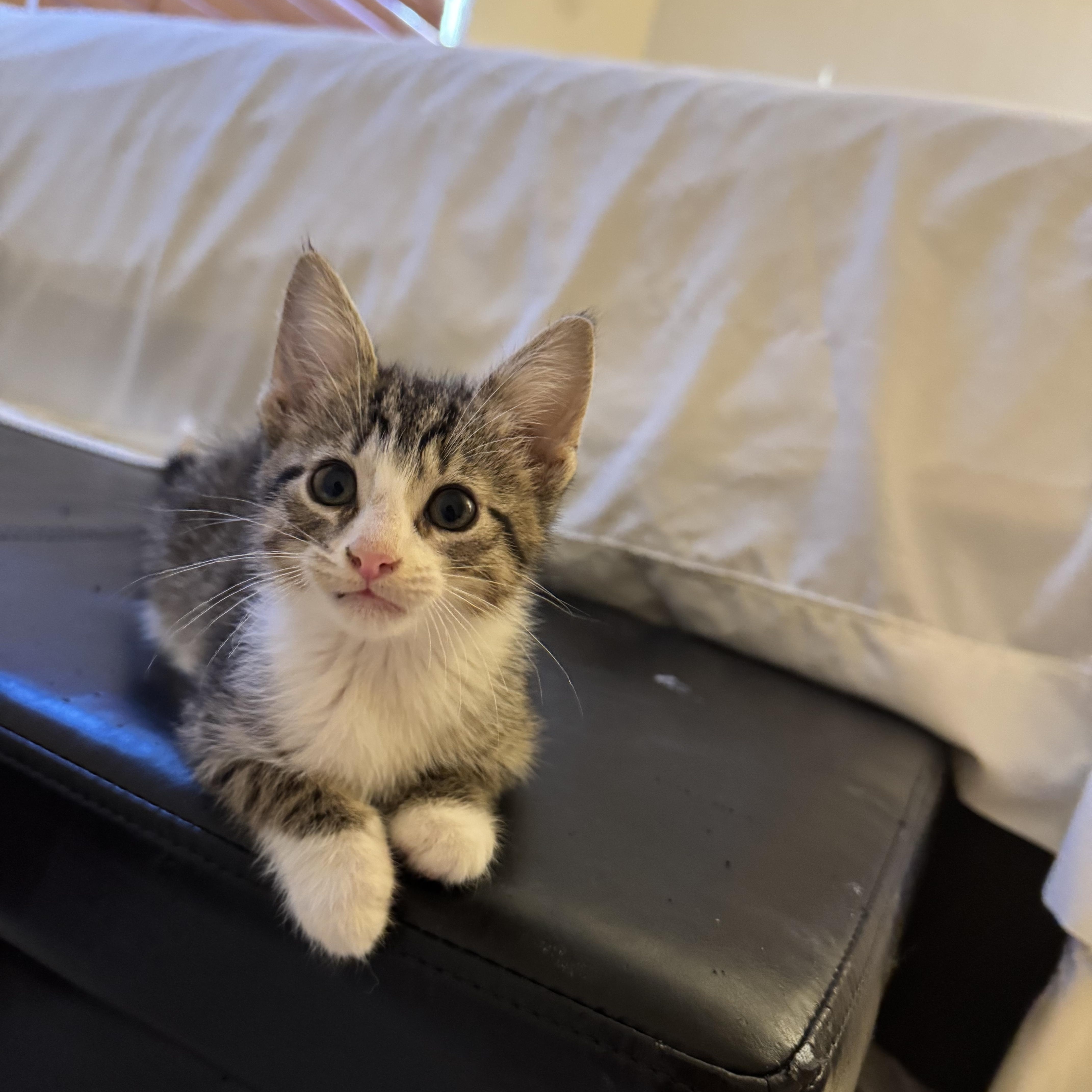 A young medium-sized female Domestic Short Hair cat named Zoomie for adoption in Lemont, IL