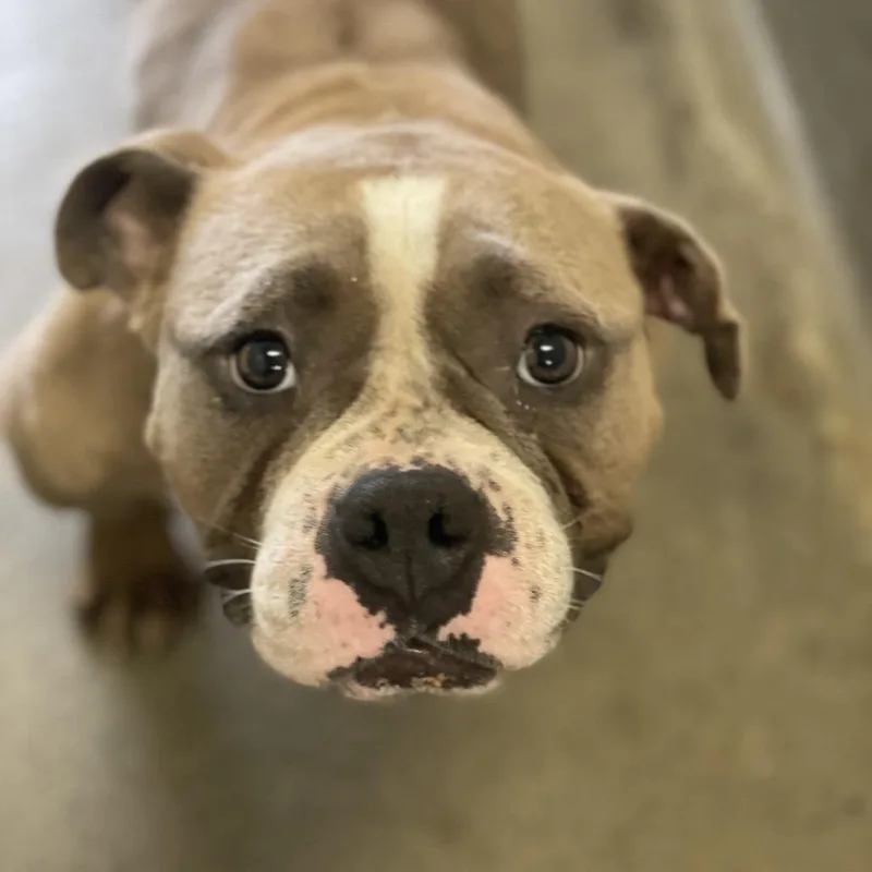 An adult medium-sized female Brown / Chocolate Pit Bull Terrier dog named Darla for adoption in Los Angeles, CA