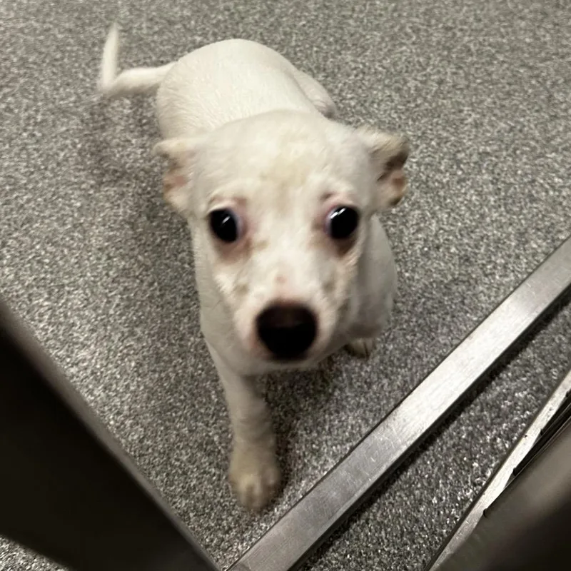 A baby small-sized male White / Cream Chihuahua dog named Stewart for adoption in Hinsdale, IL