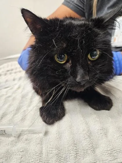 An adult small-sized male Black Domestic Medium Hair cat named Kevin for adoption in Sacramento, CA