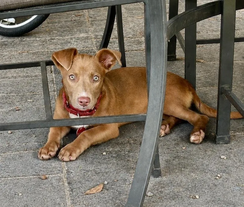 A baby medium-sized female Brown / Chocolate Labrador Retriever dog named Lottie for adoption in Greenlawn, NY