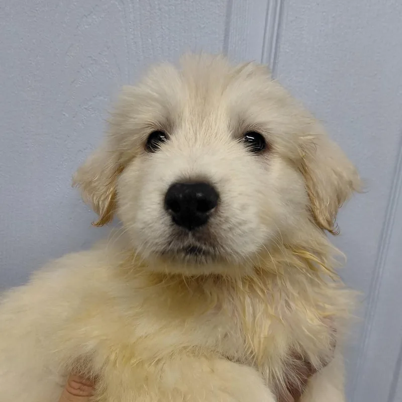 A baby large-sized male White / Cream Great Pyrenees dog named Red Sox for adoption in Springtown, TX