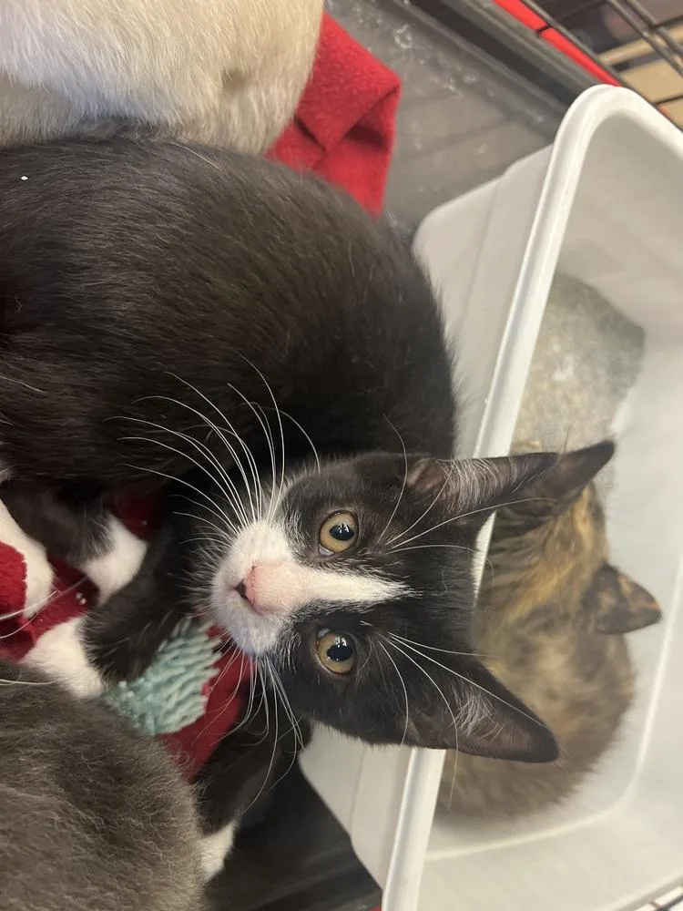 A baby small-sized female Domestic Short Hair cat named Suzy Q for adoption in Blanchard, OK