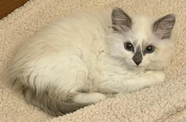 A baby medium-sized female Gray & White Siamese cat named Jackie for adoption in Hillsboro, OR