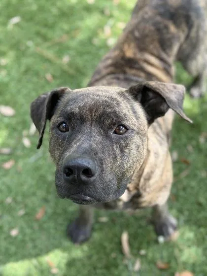 An adult large-sized male Mastiff dog named Nitro for adoption in Daytona Beach, FL