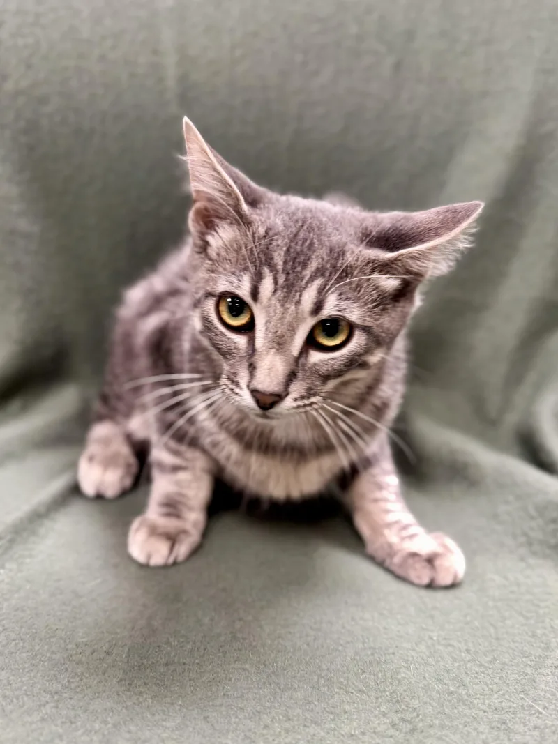 Silversteen