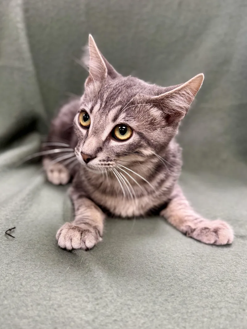 Silversteen thumbnail 2