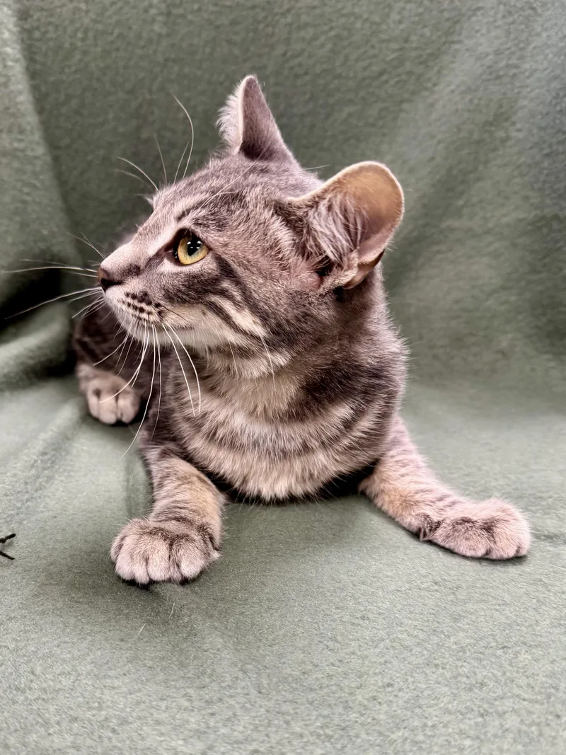 Silversteen thumbnail 3