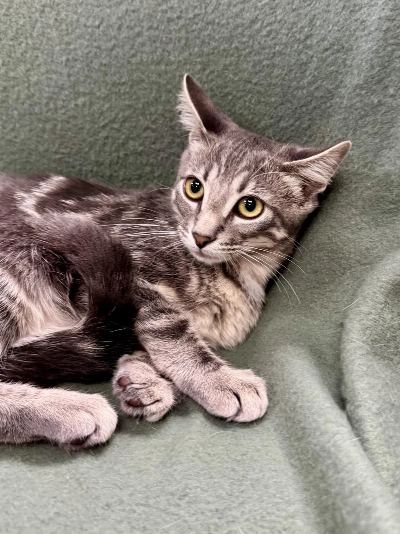 Silversteen thumbnail 4