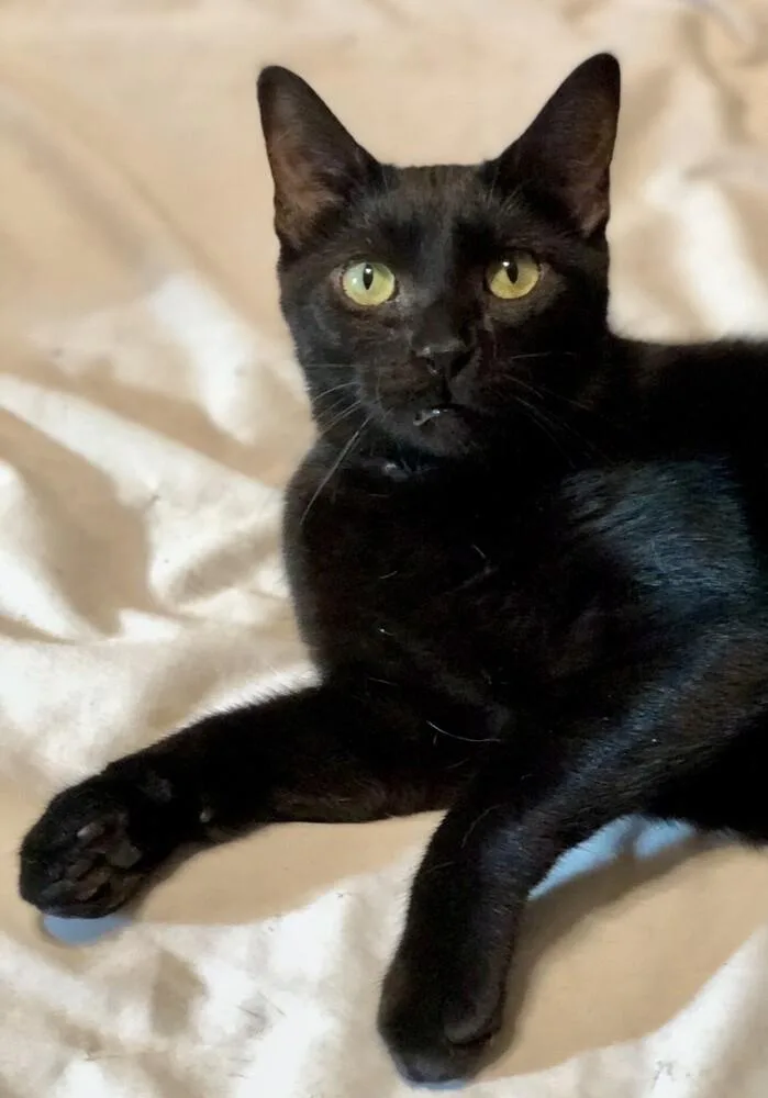 An adult medium-sized male Domestic Short Hair cat named Mr Meow for adoption in Little Rock, AR