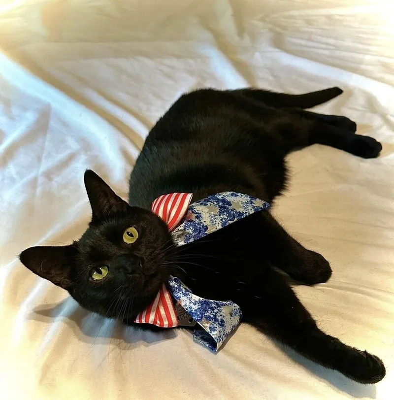 Mr Meow thumbnail 2