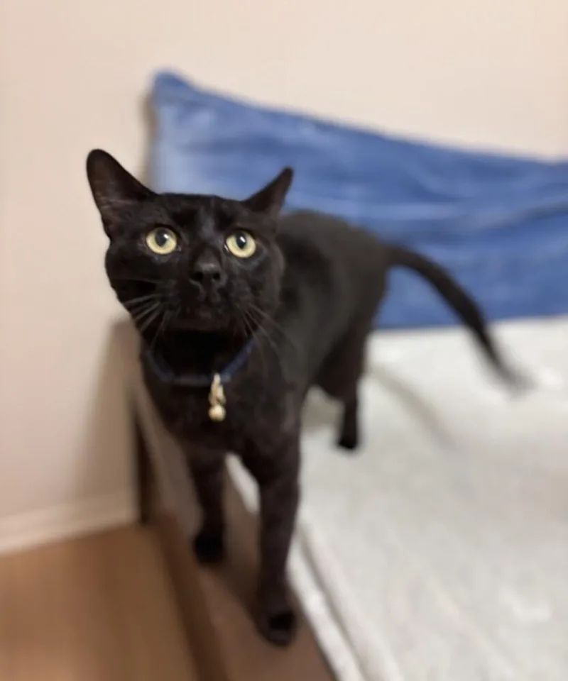 Mr Meow thumbnail 3