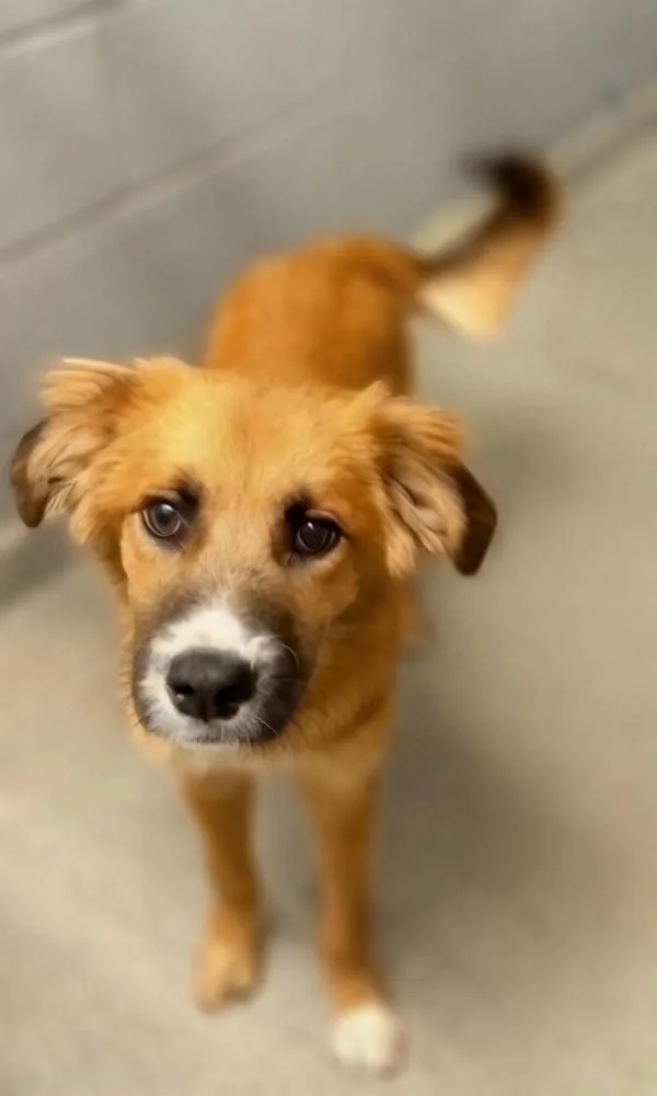 A young medium-sized male Golden Retriever dog named Bowser for adoption in Albuquerque, NM