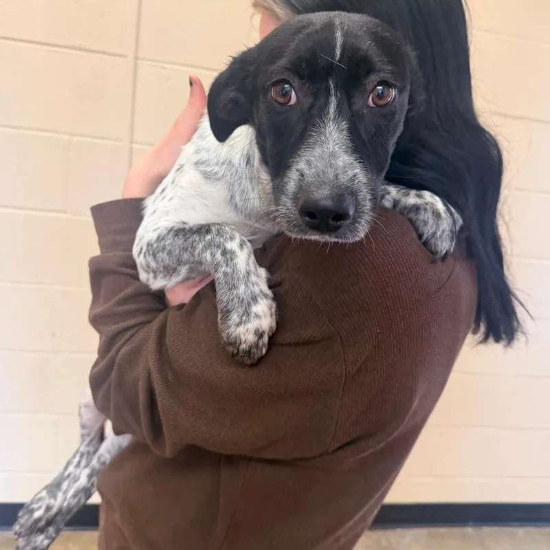A baby small-sized female Mixed Breed dog named Greta for adoption in Corinth, MS