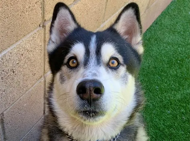 A young large-sized male Black Siberian Husky dog named SAVE ME PLEASE DArtagnan for adoption in San Marcos, CA