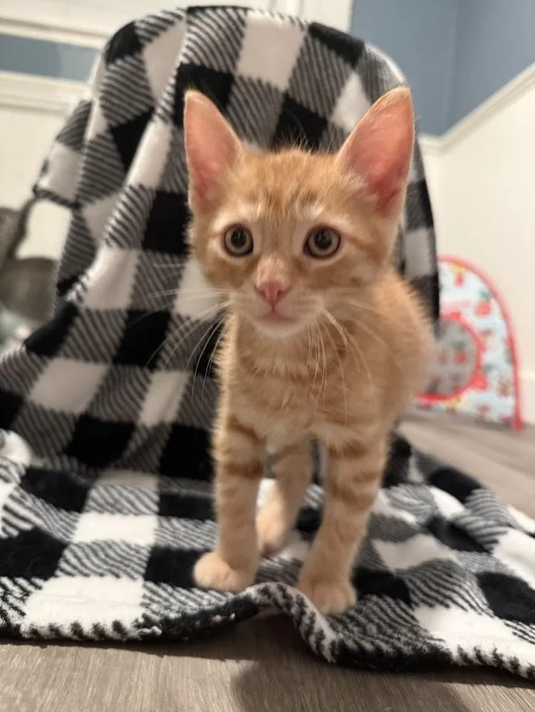 A baby small-sized male Tabby (Orange / Red) Domestic Short Hair cat named Roti for adoption in Fremont, CA