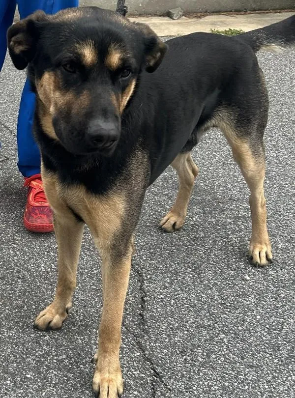 An adult medium-sized male Shepherd dog named Sam for adoption in Dallas, GA