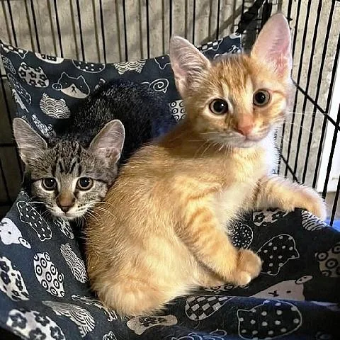 A baby medium-sized male Tabby (Orange / Red) Tabby cat named Fred for adoption in Salt Lake City, UT
