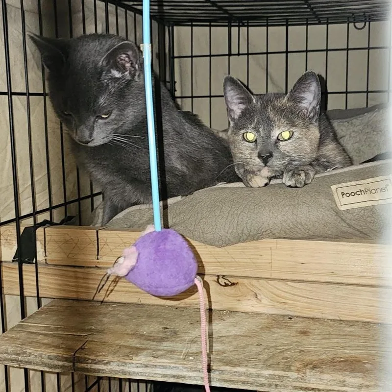 A young medium-sized male Gray / Blue / Silver Domestic Short Hair cat named Sir Slate & Ms for adoption in Chicago, IL