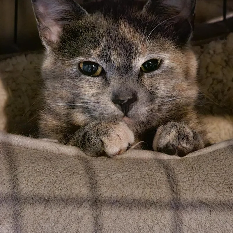 Sir Slate & Ms thumbnail 2