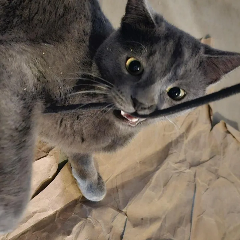 Sir Slate & Ms thumbnail 3