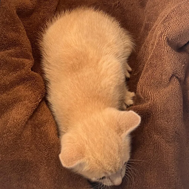 A baby small-sized male Domestic Short Hair cat named Stitch for adoption in York, PA