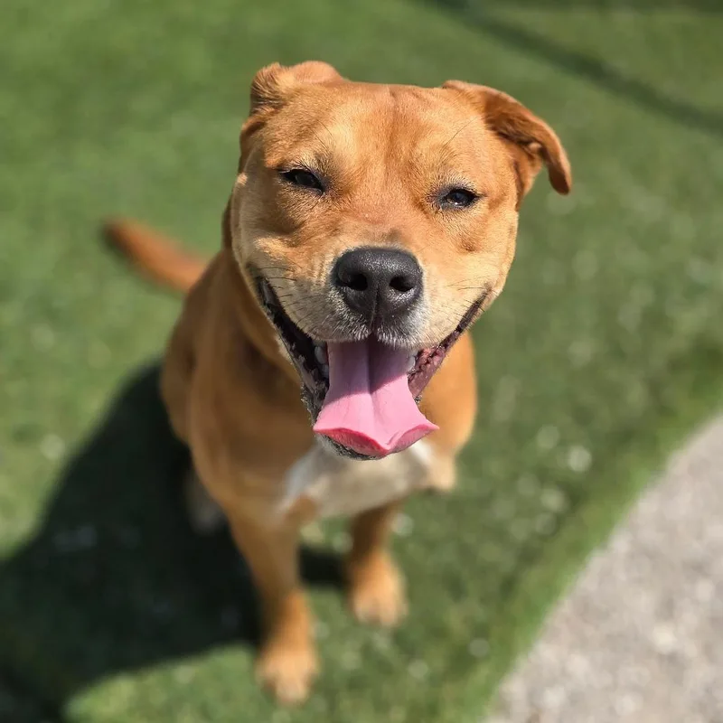 Daisy Dollop thumbnail 2