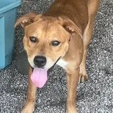 Daisy Dollop thumbnail 3