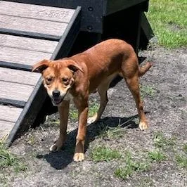 Daisy Dollop thumbnail 4