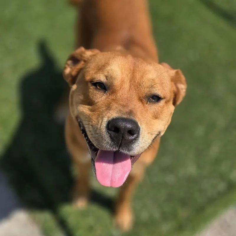 Daisy Dollop thumbnail 5