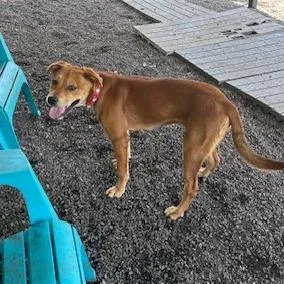 Daisy Dollop thumbnail 6