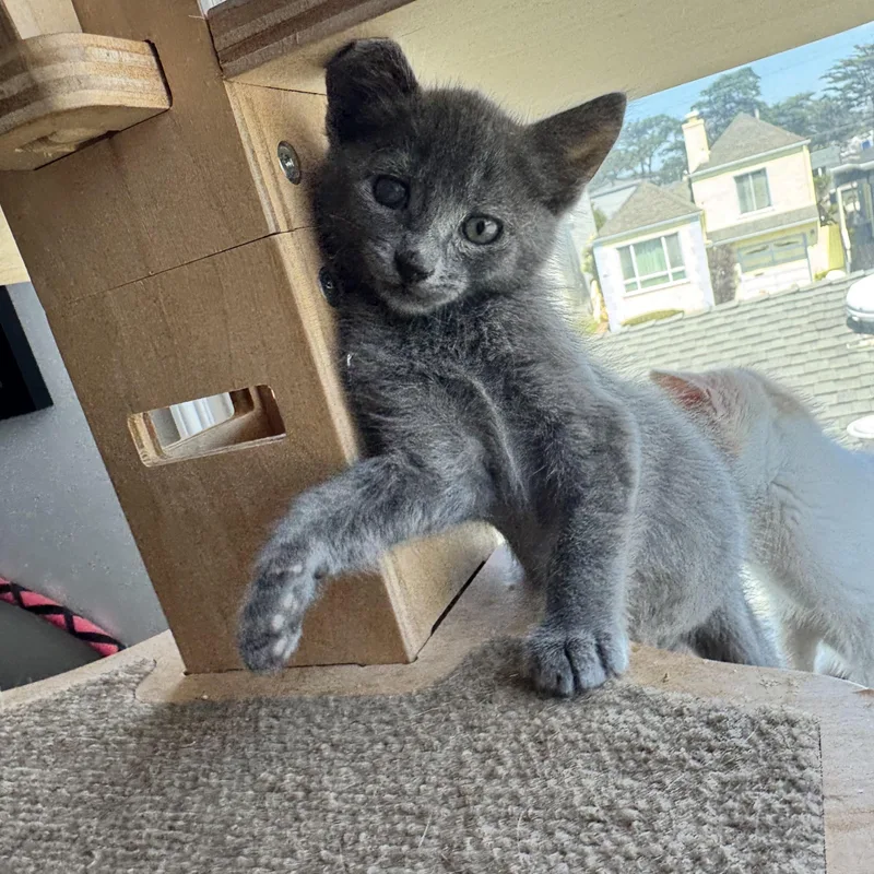 A baby medium-sized male Gray / Blue / Silver Domestic Short Hair cat named Pretzel Bonded With Cheese for adoption in San Francisco, CA