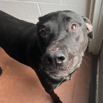 An adult large-sized male Black Labrador Retriever dog named Flynn for adoption in Rapid City, SD