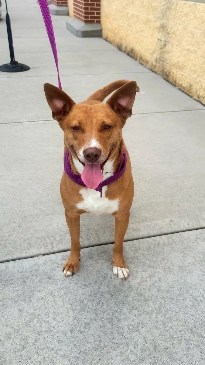 A young medium-sized female Mixed Breed dog named Annie for adoption in Greenville, SC