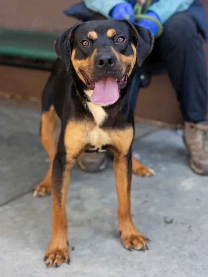 A young medium-sized male Mixed Breed dog named Kojo for adoption in Chamblee, GA