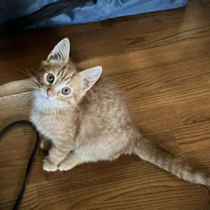 A baby medium-sized male Domestic Short Hair cat named Aion for adoption in Candler, NC