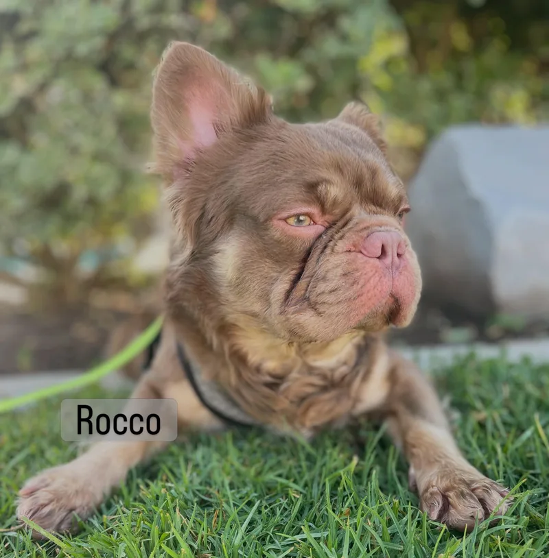 A young small-sized male Brown / Chocolate French Bulldog dog named Rocco for adoption in Rancho Santa Fe, CA
