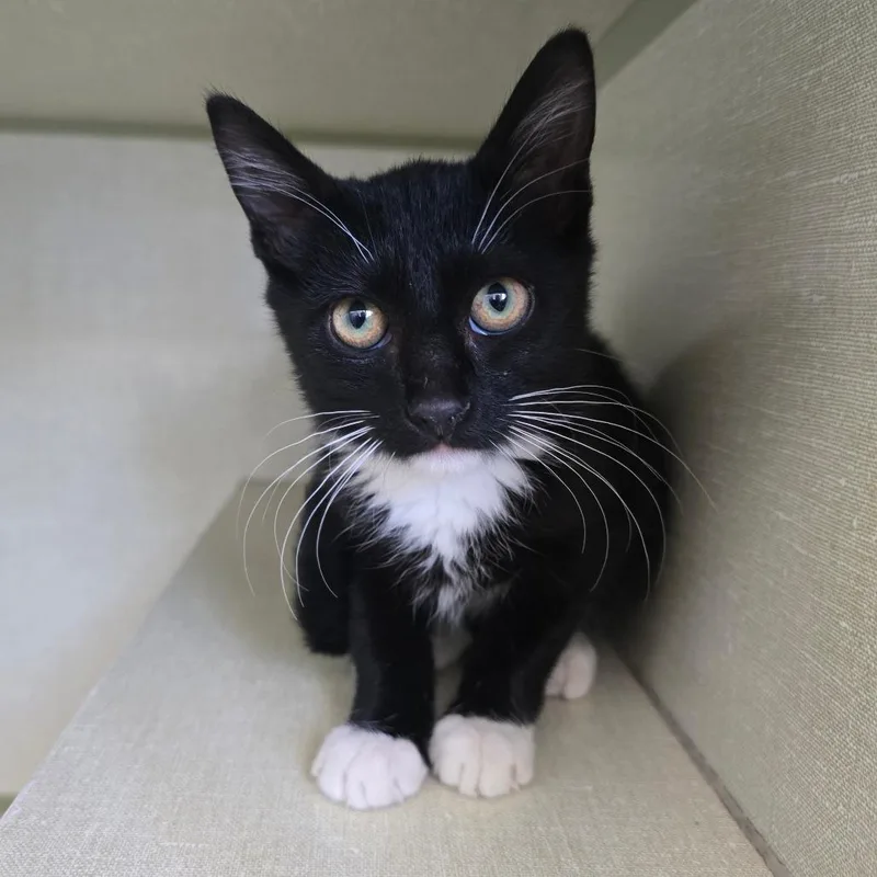 A baby small-sized male Black Domestic Short Hair cat named Fumble Carlsbad for adoption in Denver, CO