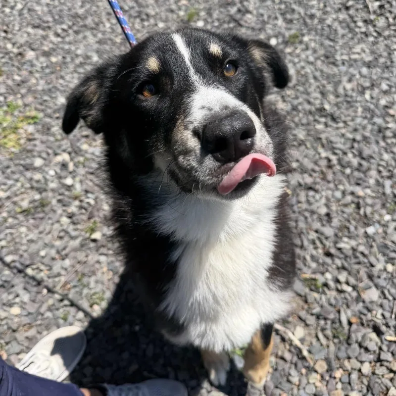 A young medium-sized male Black Border Collie dog named Finn for adoption in Falls Church, VA