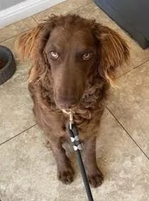 A baby medium-sized female Labradoodle dog named Mable for adoption in Las Vegas, NV