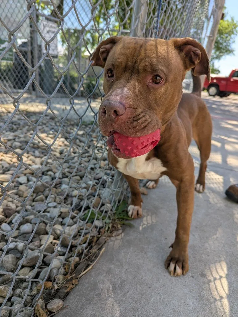 An adult medium-sized female Pit Bull Terrier dog named Honey for adoption in La Porte, IN