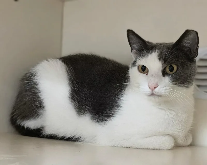 An adult medium-sized female Domestic Short Hair cat named Lobelia for adoption in Bloomington, IN