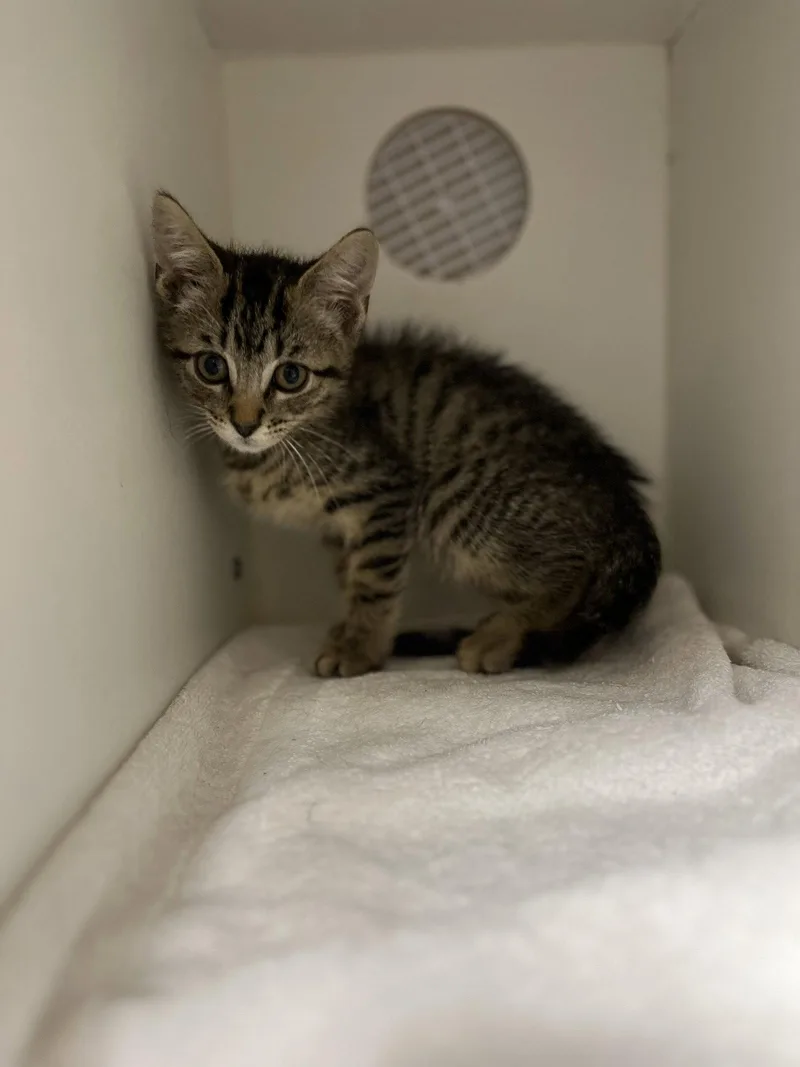 A young medium-sized male Gray / Blue / Silver Domestic Short Hair cat named Donnie for adoption in Hilton Head Island, SC