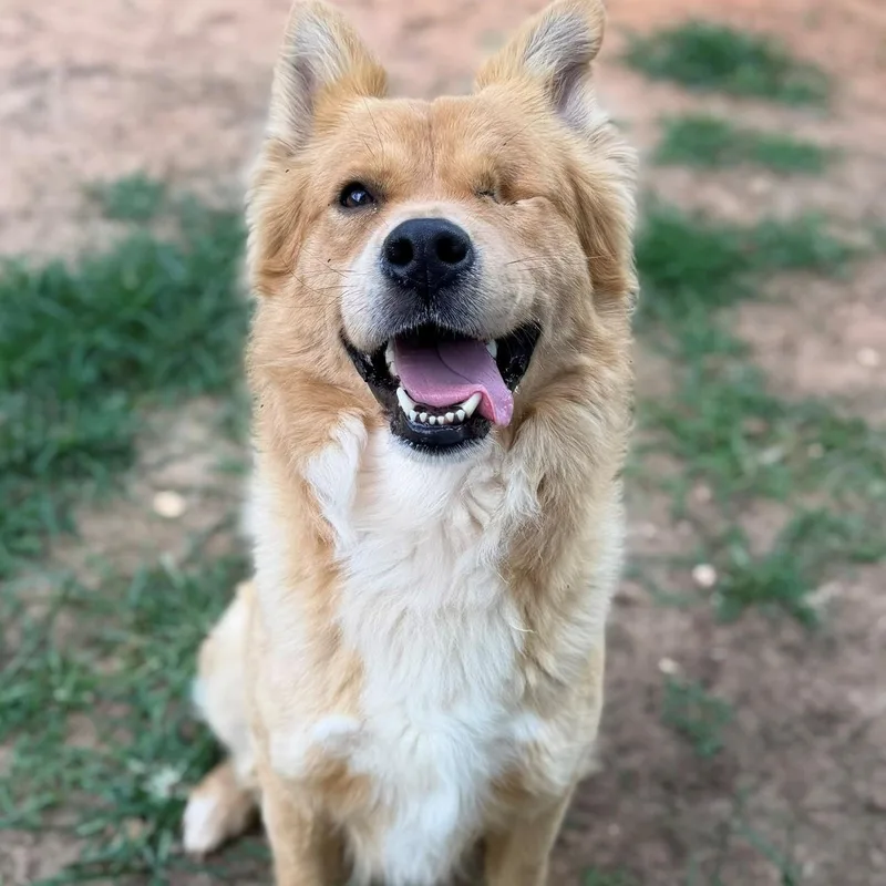 An adult medium-sized male Apricot / Beige Chow Chow dog named Pirate for adoption in Summerdale, AL