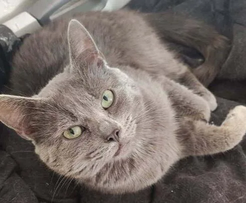 An adult medium-sized male Gray / Blue / Silver Domestic Short Hair cat named Elvis for adoption in Anoka, MN