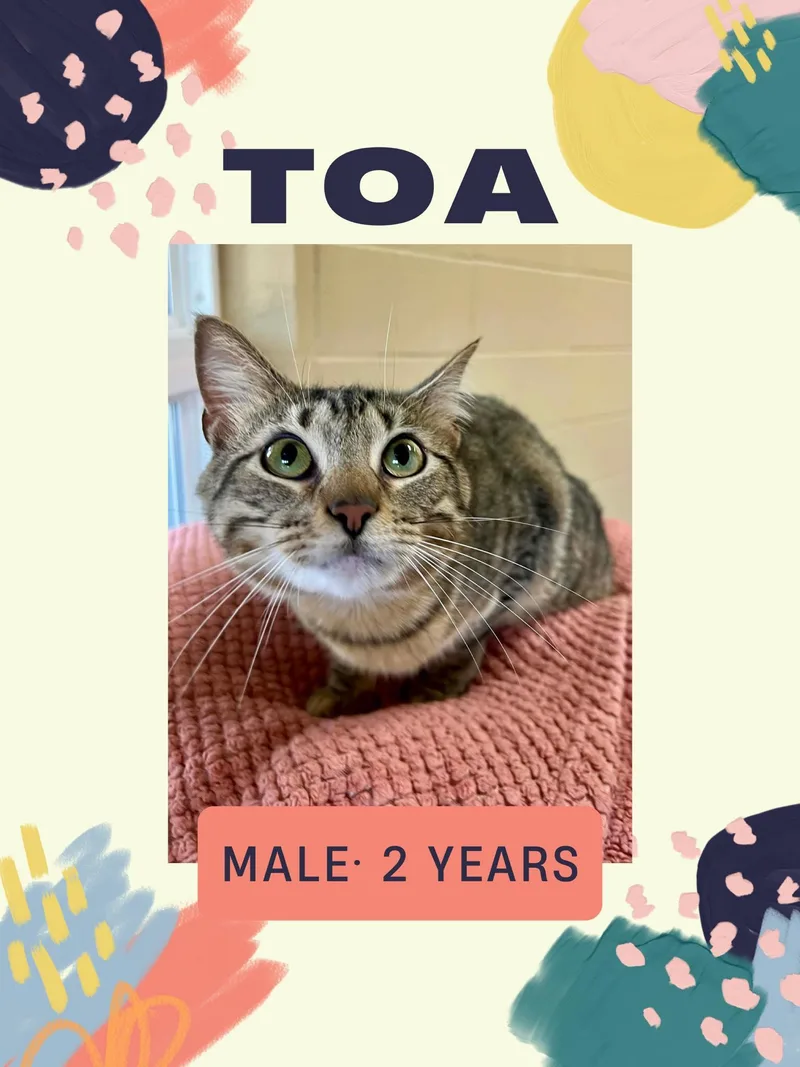 An adult medium-sized male Brown / Chocolate Domestic Short Hair cat named Toa for adoption in Fort Payne, AL